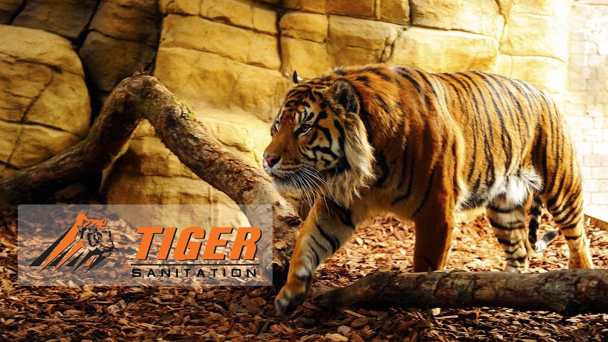 Tiger Sanitation dumpster rental